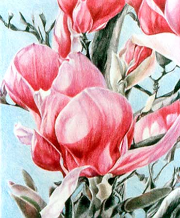magnolia XXV