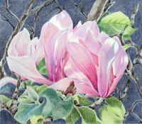 magnolia XXIV